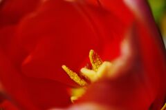 晩春　チューリップ