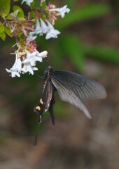 秋思　オナガアゲハ？　