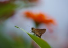 初秋　セセリチョウt