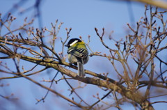 野鳥を探して　シジュウカラ