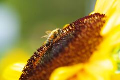 蝉鳴く　ミツバチ