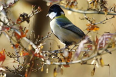 野鳥を探して　シジュウカラ