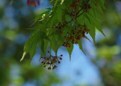 イロハモミジ　？