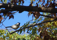 野鳥を探して　シジュウカラの仲間　？