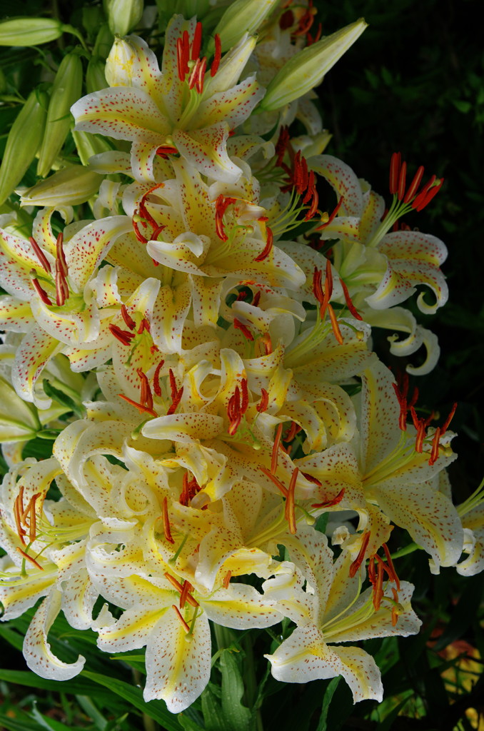 初夏を求めて　ヤマユリ