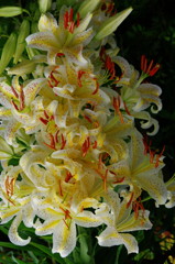 初夏を求めて　ヤマユリ