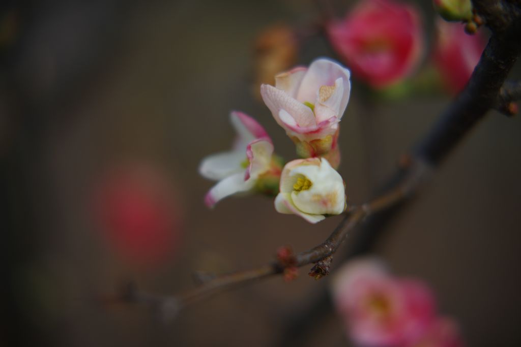 初春　木瓜　Ⅱ