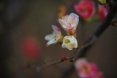 初春　木瓜　Ⅱ