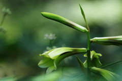 初夏を探して　ウバユリ