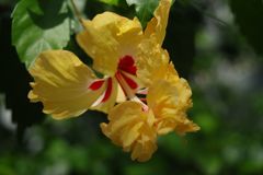 初秋　ハイビスカス　Ⅱ