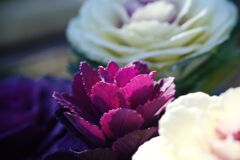 春燐　ミニハボタン