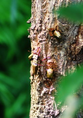 花と虫達　カナブン達　Ⅲ