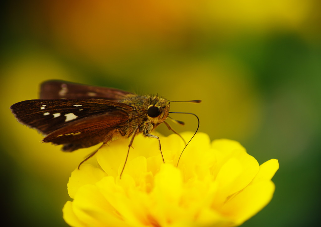花と虫達　セセリチョウ