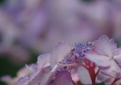 はつ夏　紫陽花