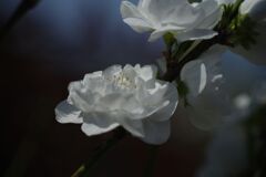 仲春　花桃