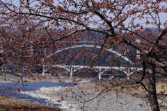 OLDLENS  河津桜  Ⅱ