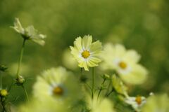 落日　コスモス　Ⅱ