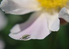 春色　コガネムシ？？　Ⅱ