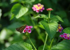 秋思　セセリチョウ　Ⅱ