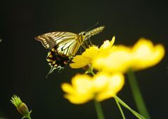 万来　アゲハチョウ