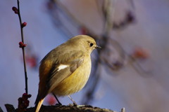 野鳥を探して　ジョウビタキ　♀