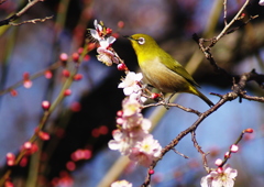 メジロに梅
