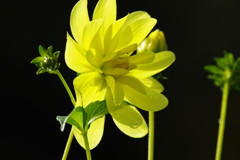 秋を探して　ダリア