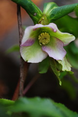 春光　クリスマスロズ