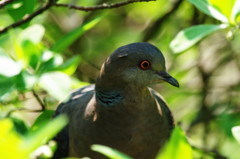 野鳥を追って　ノバト