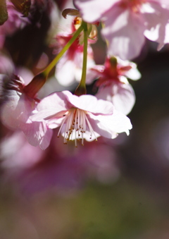 寒桜