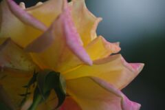 行秋　バラ　Ⅱ