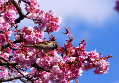 旅写真　熱海桜　Ⅱ