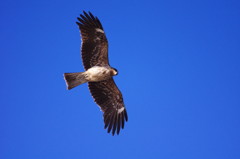 野鳥を探して　とんび　Ⅳ