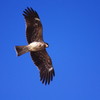 野鳥を探して　とんび　Ⅳ