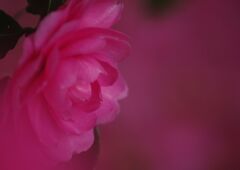 小春　サザンカ