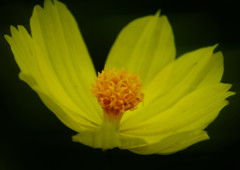 季夏　キバナコスモス