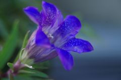 寒露　リンドウ