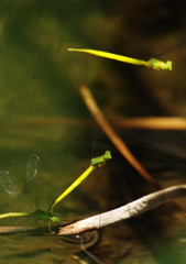 虫達を追って　キイトトンボ