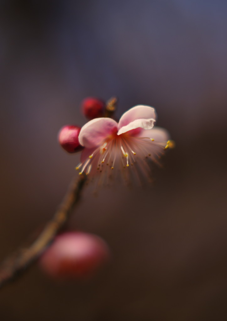 仲春　梅一輪