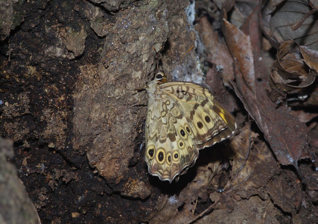 季夏　ウラジャノメ