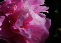 極月　サザンカ