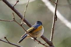 野鳥を探して　ルリビタキ　♂　Ⅱ