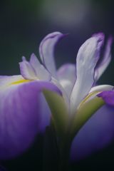 立夏　ショウブ　Ⅲ