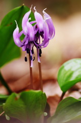 春爛漫　カタクリ