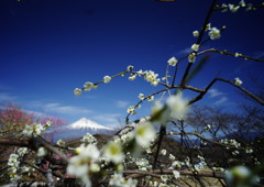 春暖　富士山