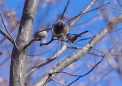 野鳥を探して　エナガ？