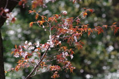 春を探して　山桜