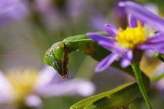 小さな虫達　カマキリ　Ⅱ