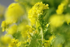 春を探して　菜の花