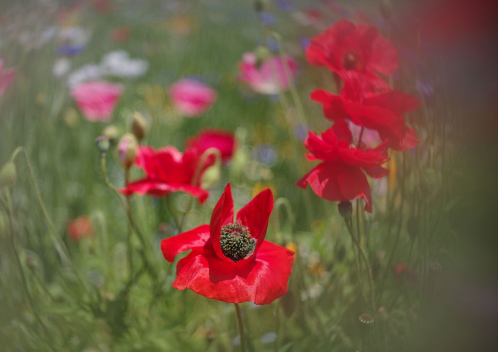 立夏　シャレイポピー